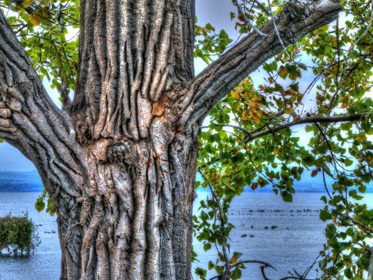 Ствол дерева