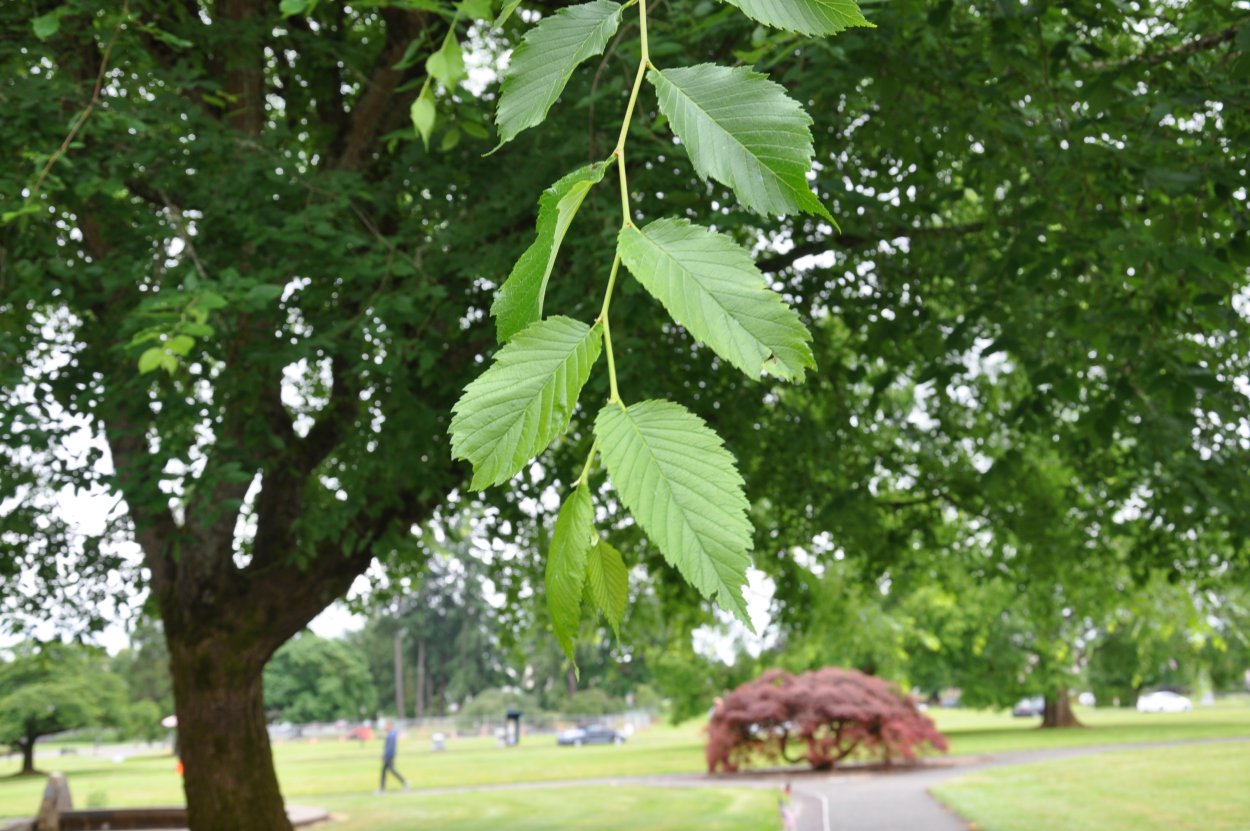 Вяз гладкий (Ulmus laevis)