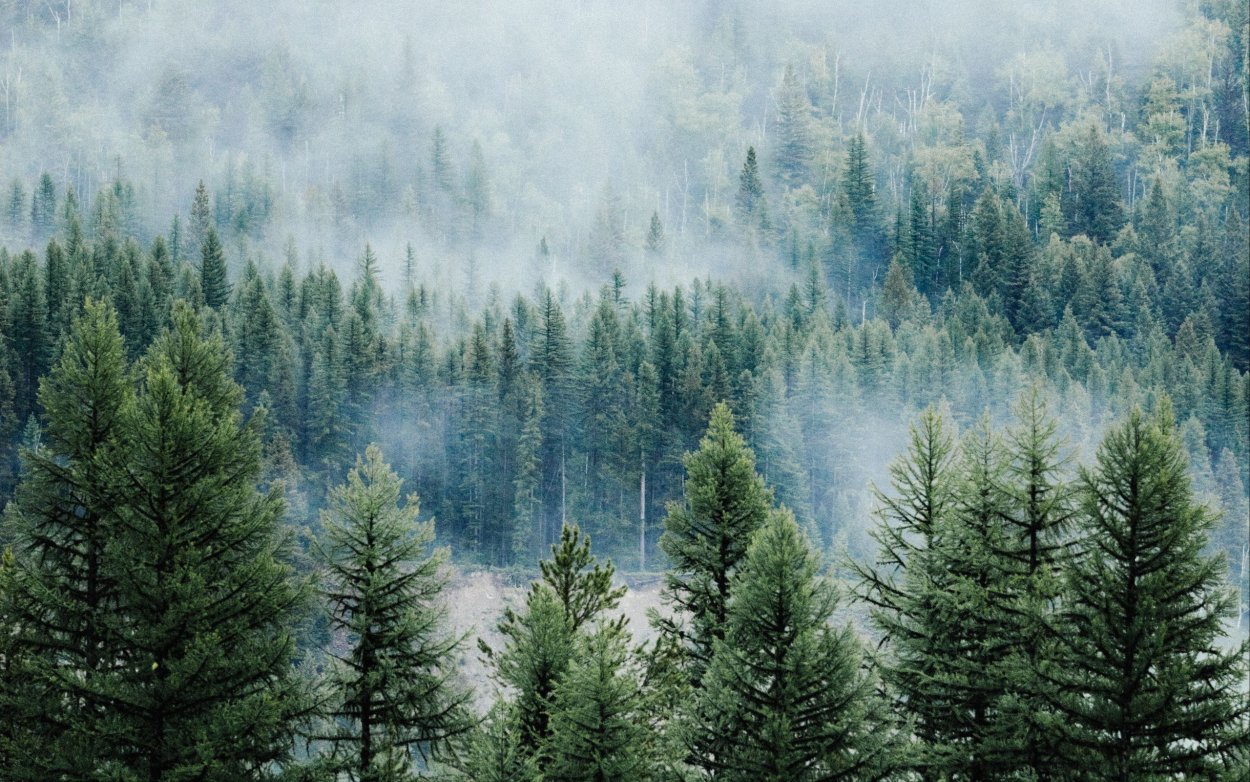 Хвойный лес в тумане