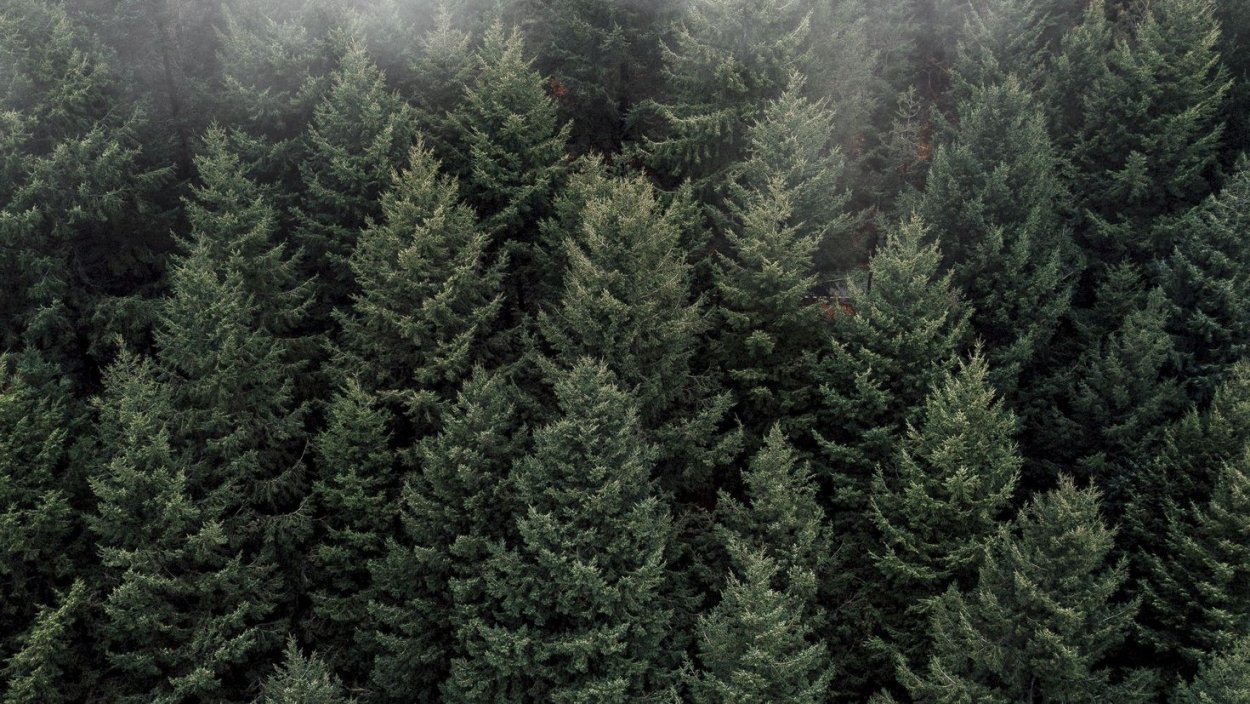 Пихта Сибирская Тайга