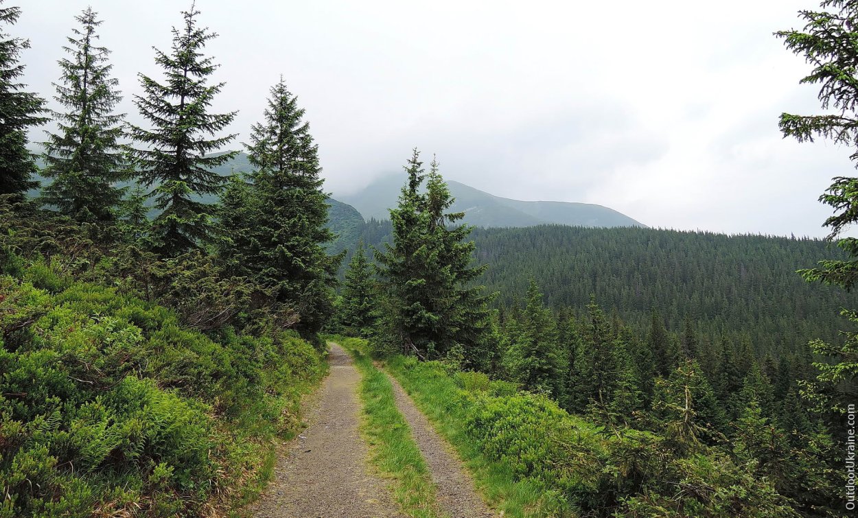 Смереки в Карпатах