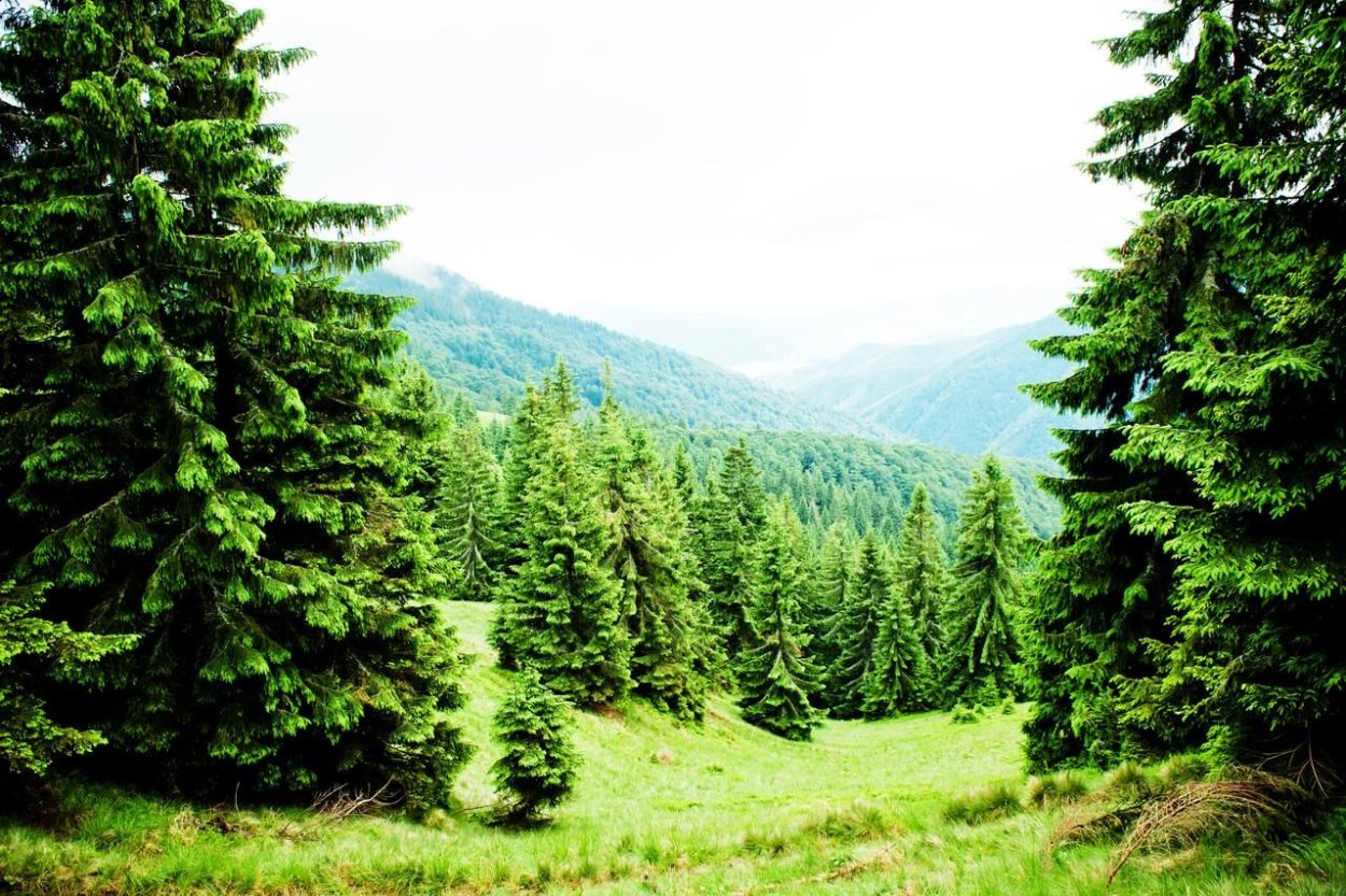 Смерека в Карпатах