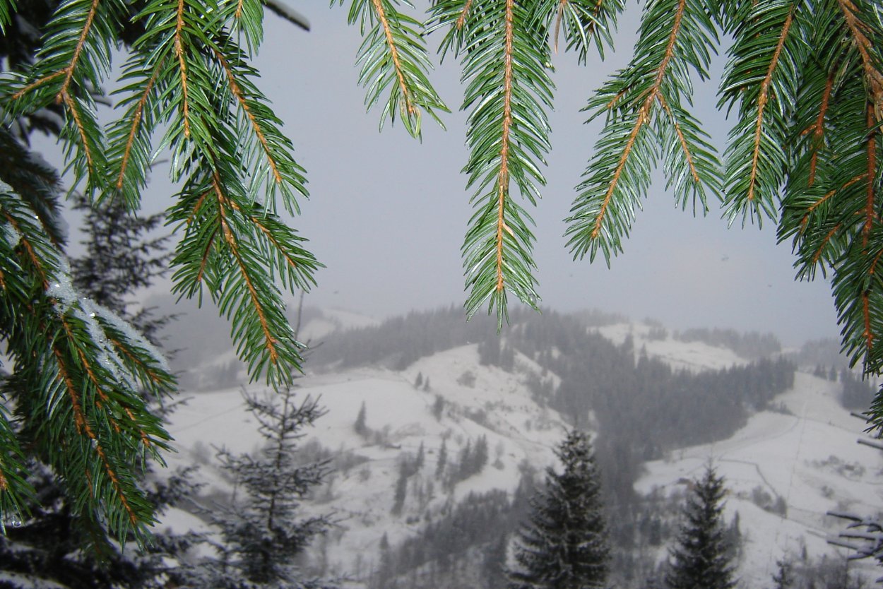 Смерека зима пейзаж