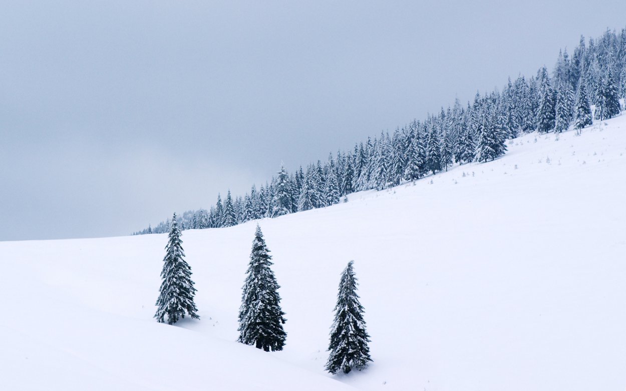Зимний лес фото