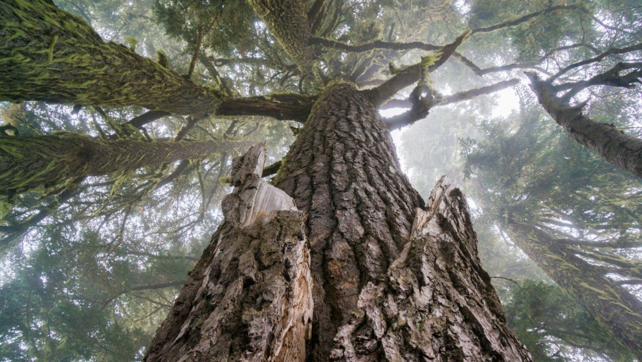 Тысячелетняя лиственница