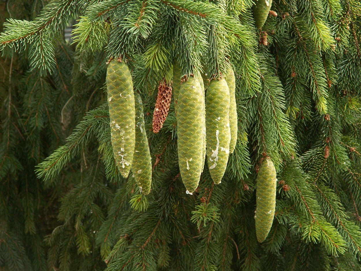 Ель обыкновенная Ehrengold