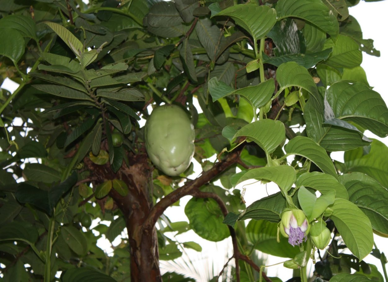 Экзотический фрукт гранадилла