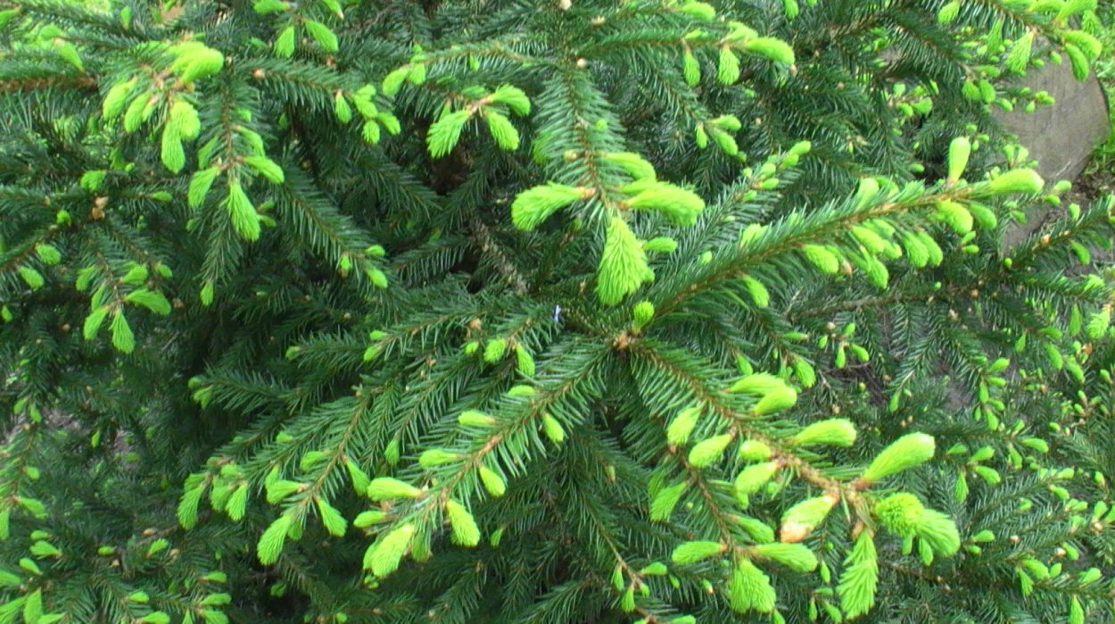 Ель обыкновенная цветение