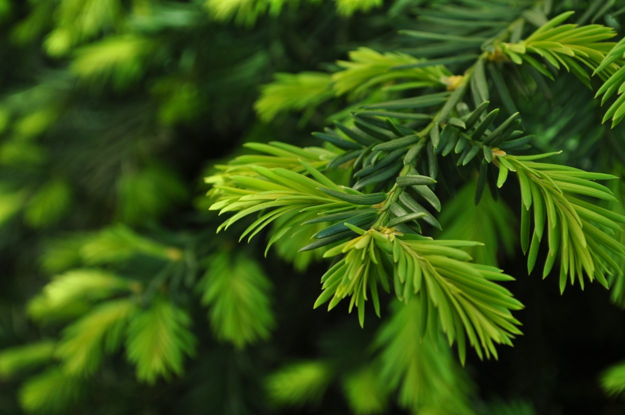 Verde Pino Сосновая хвоя