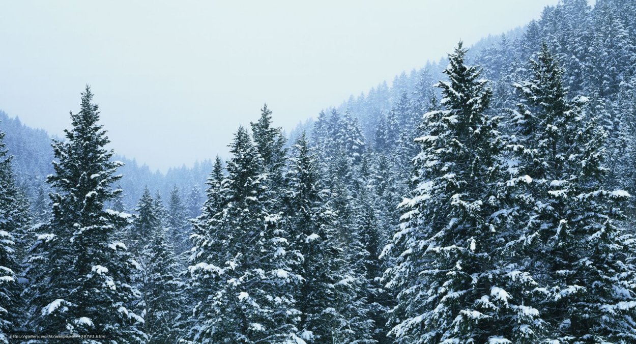 Елка в лесу