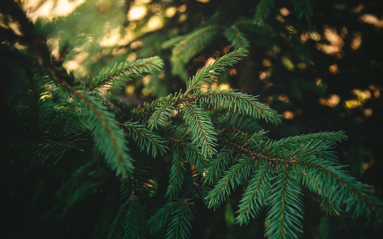 Текстура старого дерева