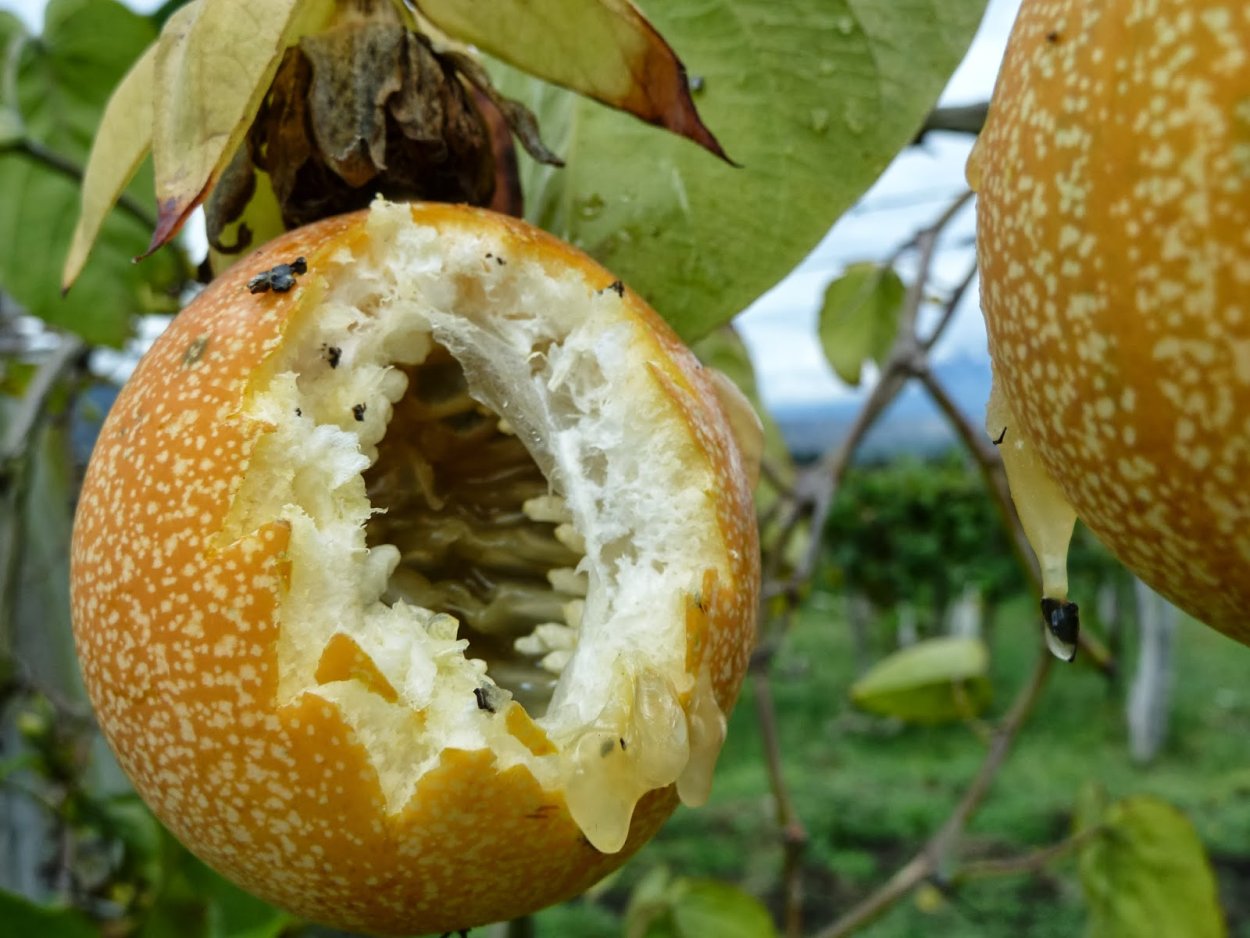 Маракуйя пассифлора съедобная