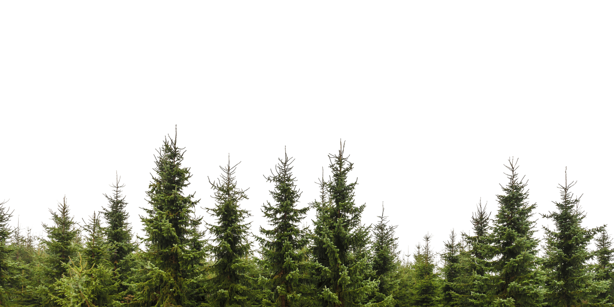 Лес на белом фоне