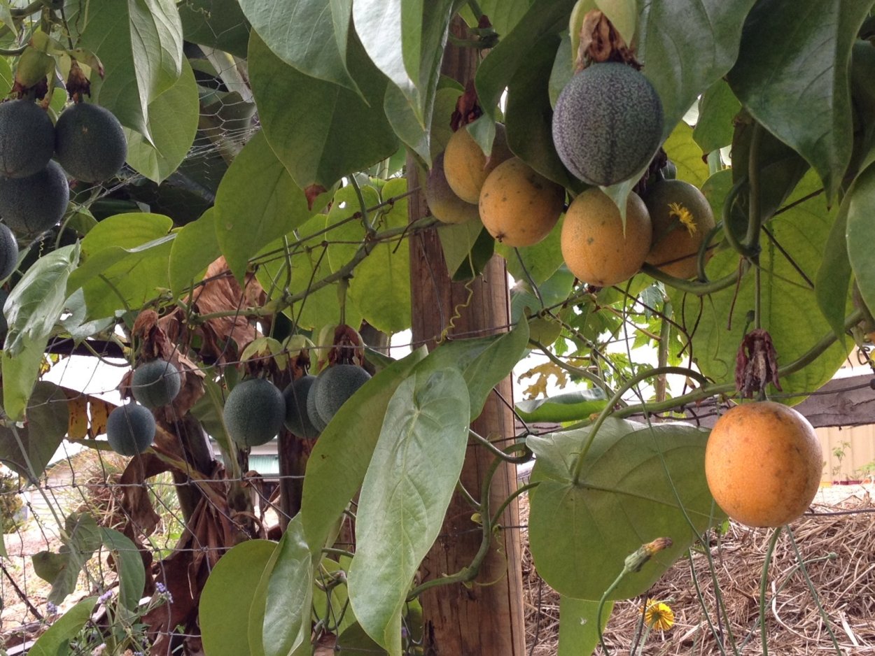 Маракуя или маракуйя фрукт