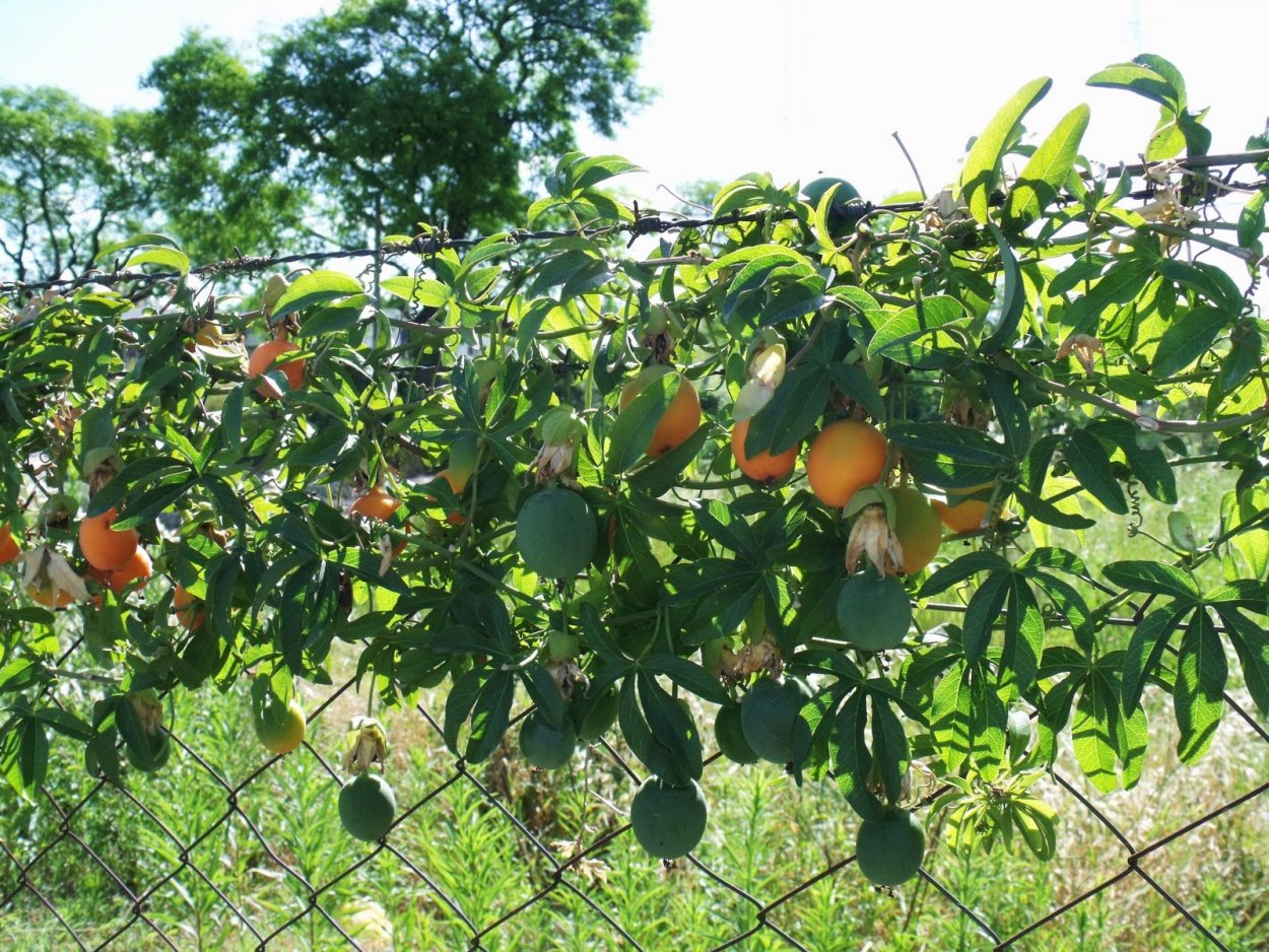 Пассифлора карулея плоды