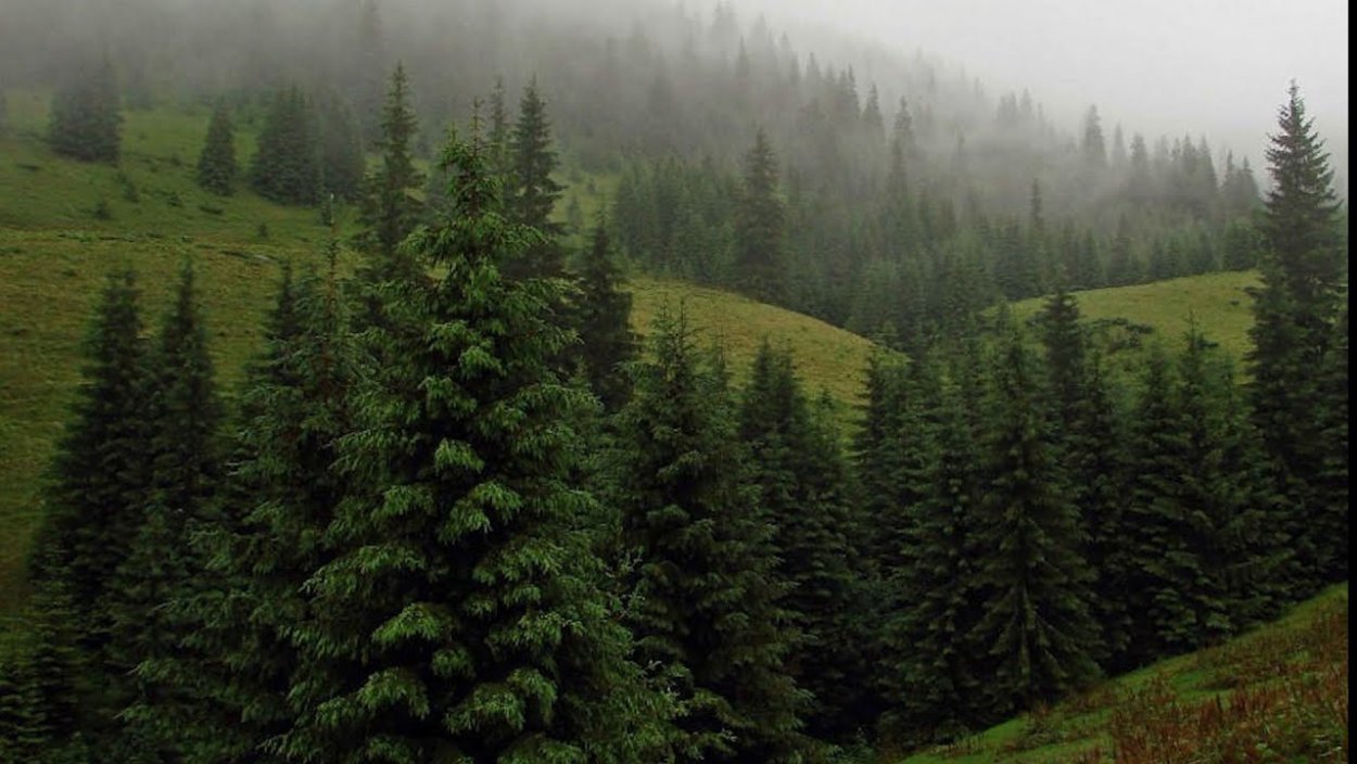 Макушки деревьев