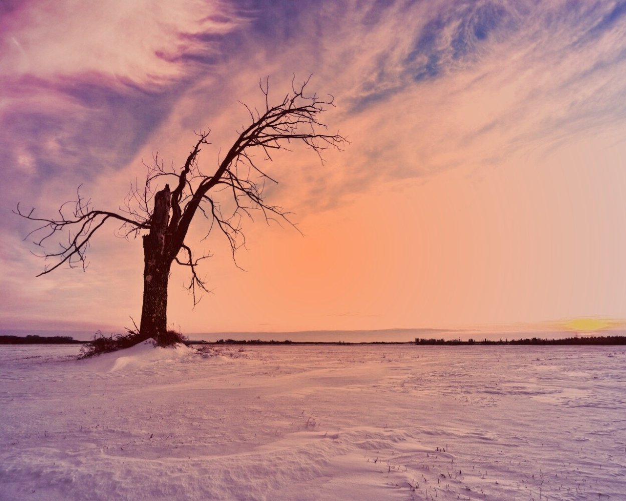 Деревья в снегу