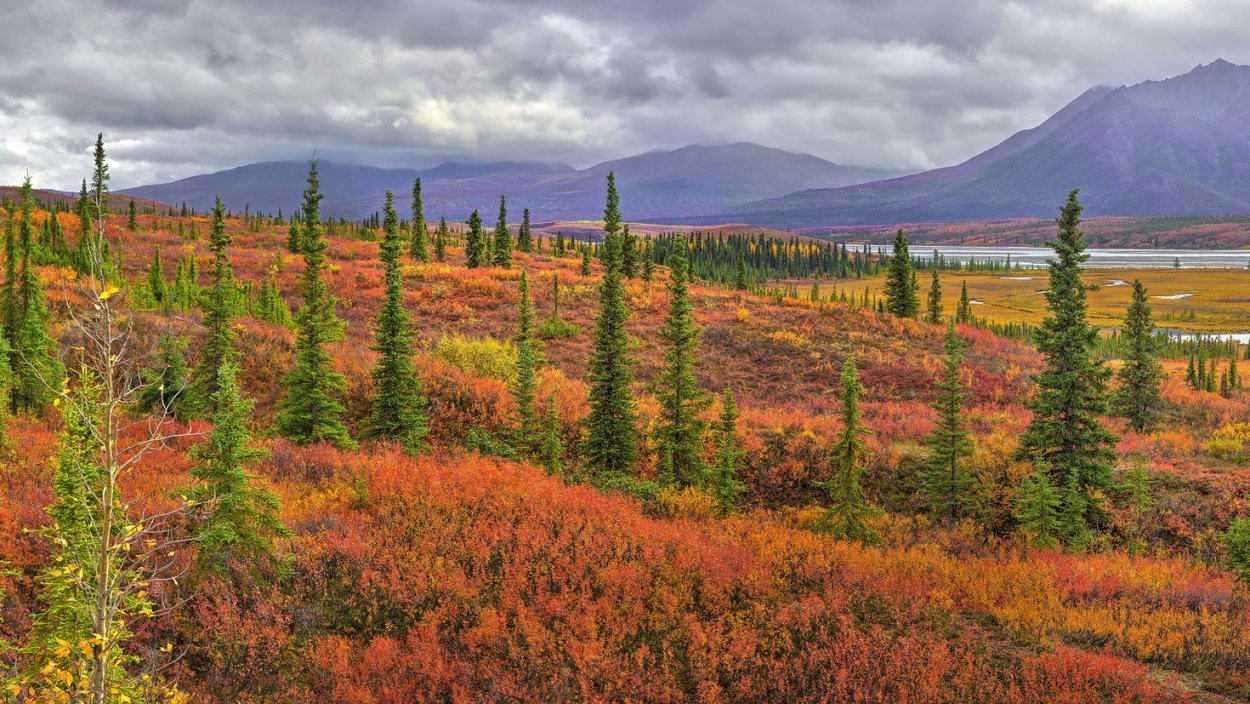 Дриадовые тундростепи