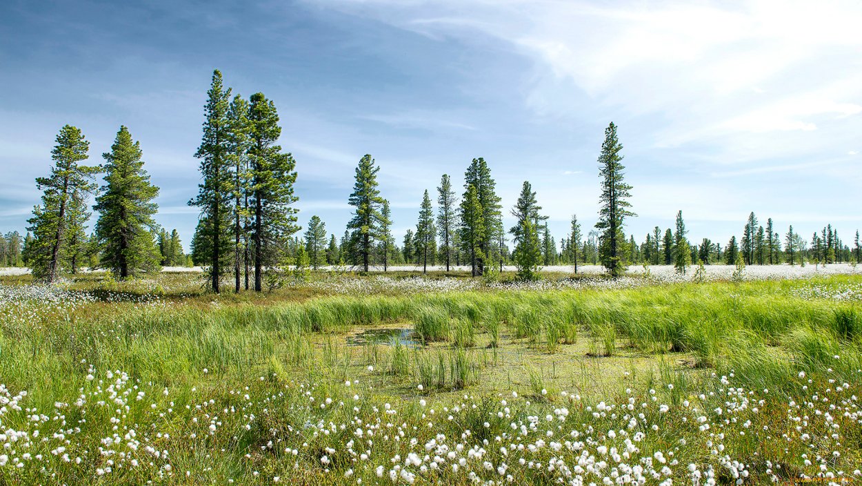 Лесолуговая тундра