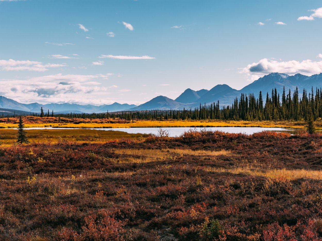 Аляска лесотундры
