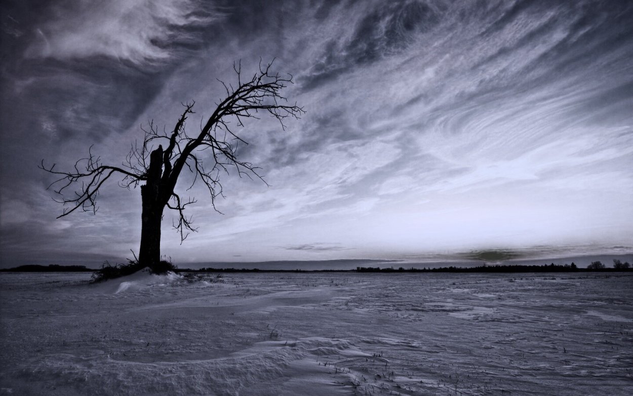 Тундра мрачная