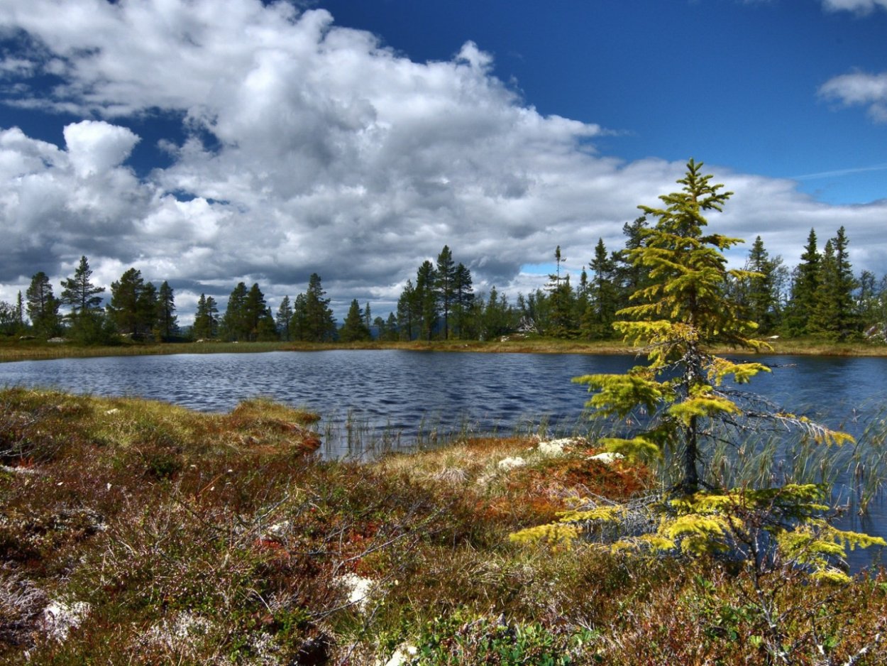 Ямало-Ненецкий автономный округ Тайга