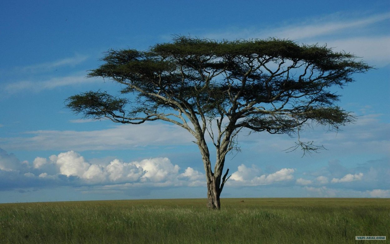 Зонтичные акации в Австралии