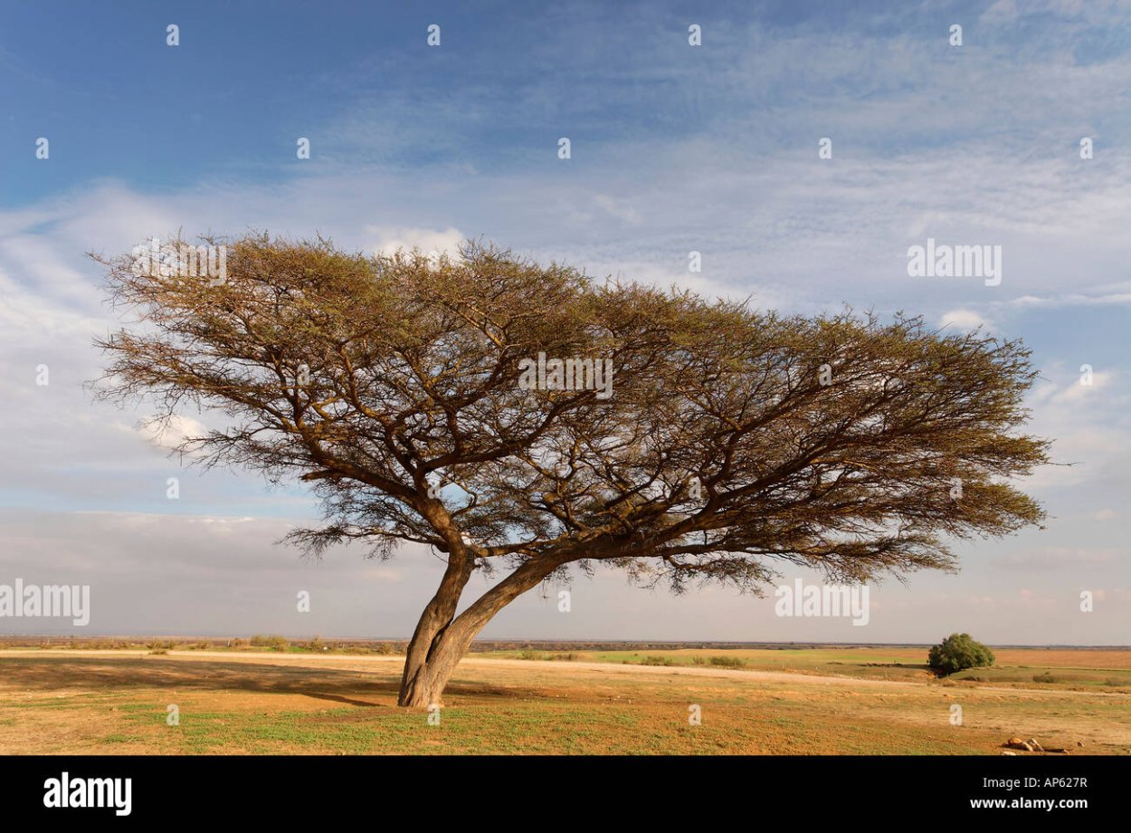 Дерево ситтим в Библии фото