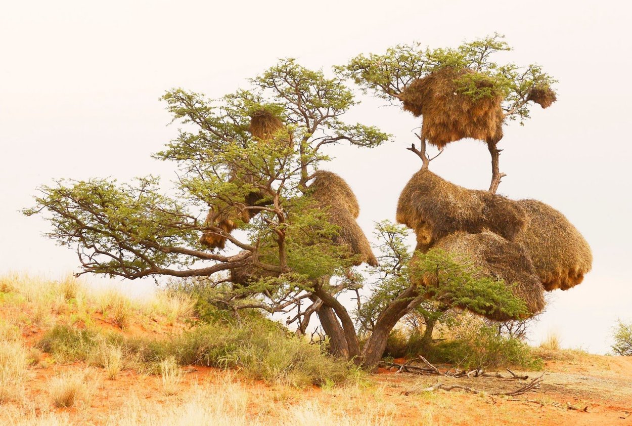 Дерево ситтим Акация