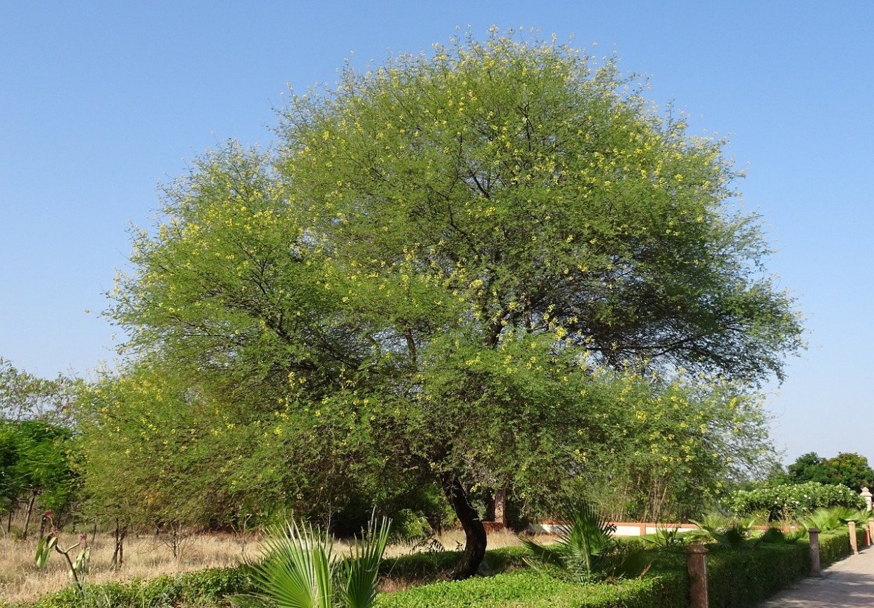 Нильская Акация Acacia nilotica