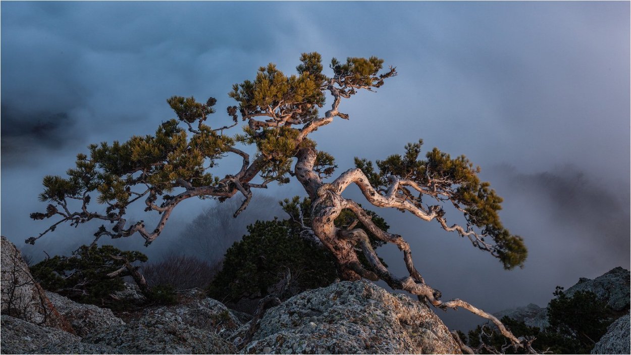 Сосна Демерджи Даниил Коржонов