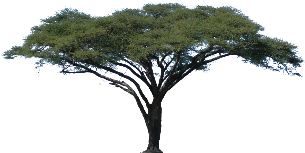 Зонтичная Акация на белом фоне