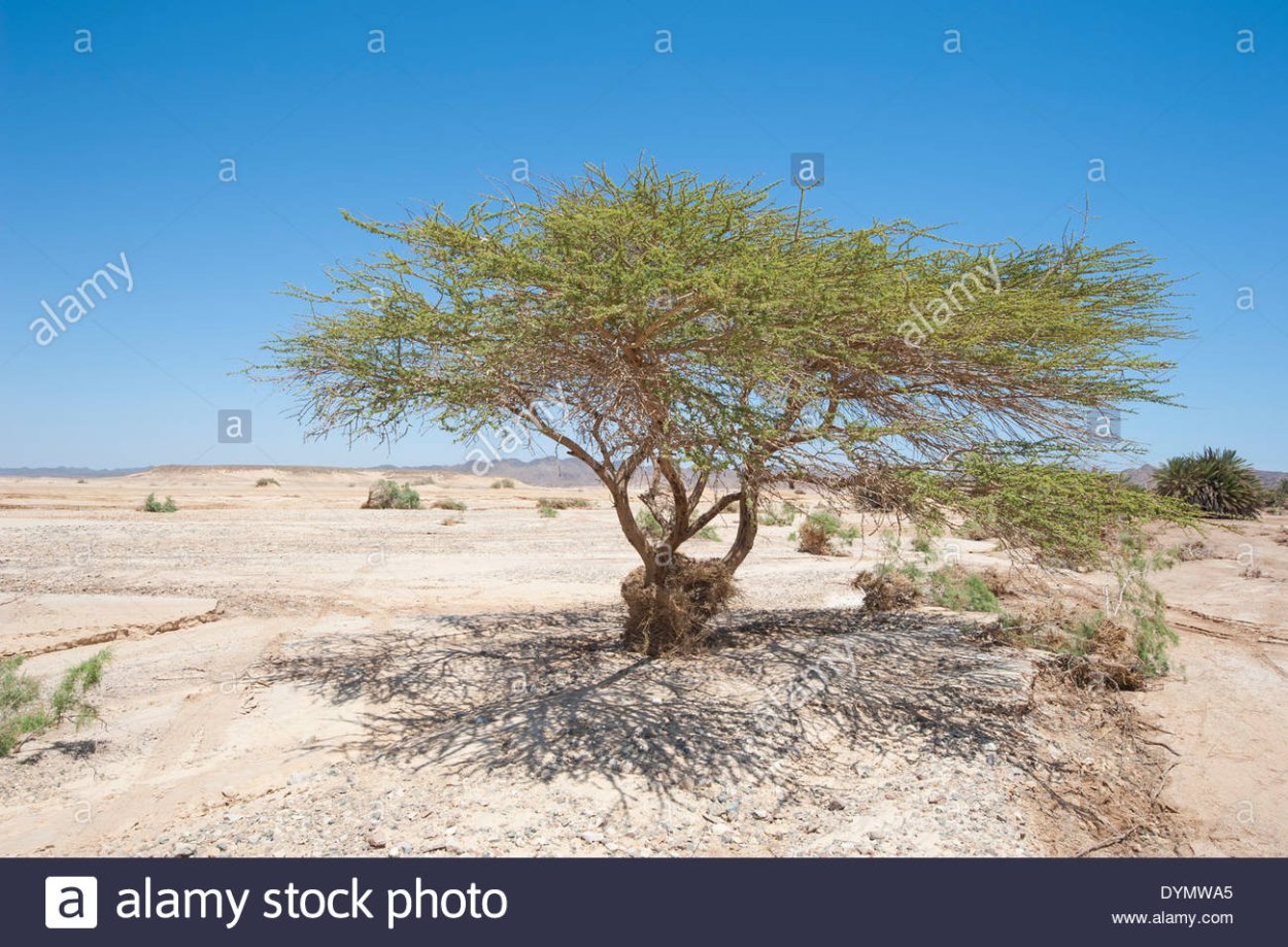 Песчаная Акация растение пустыни