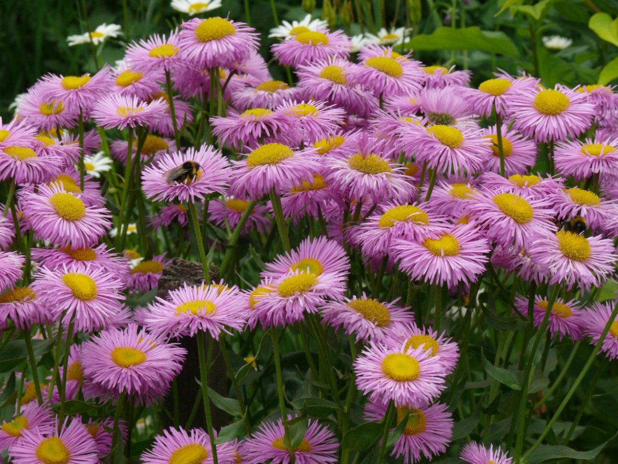 Эригерон мелколепестник