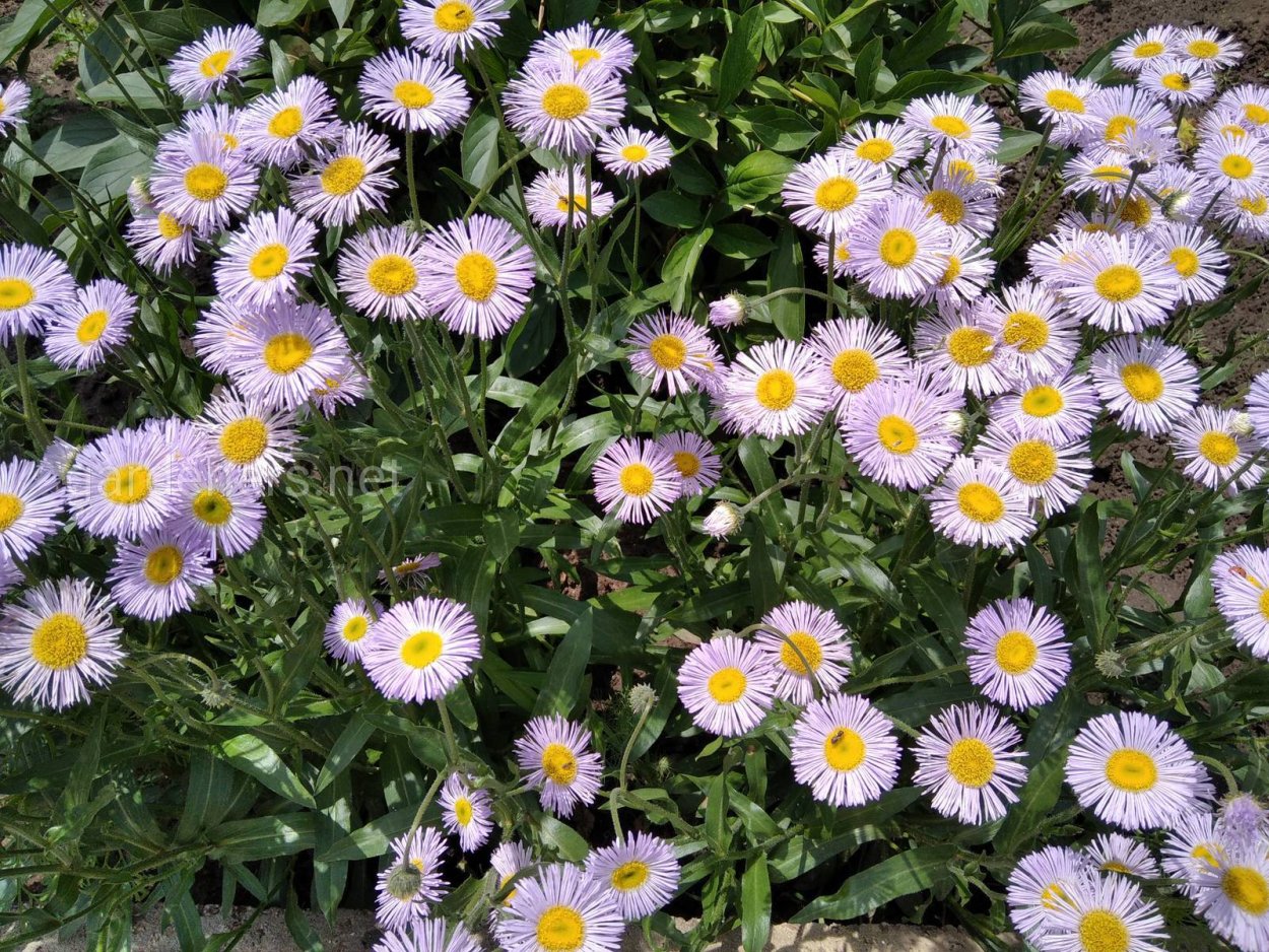 Эригерон мелколепестник