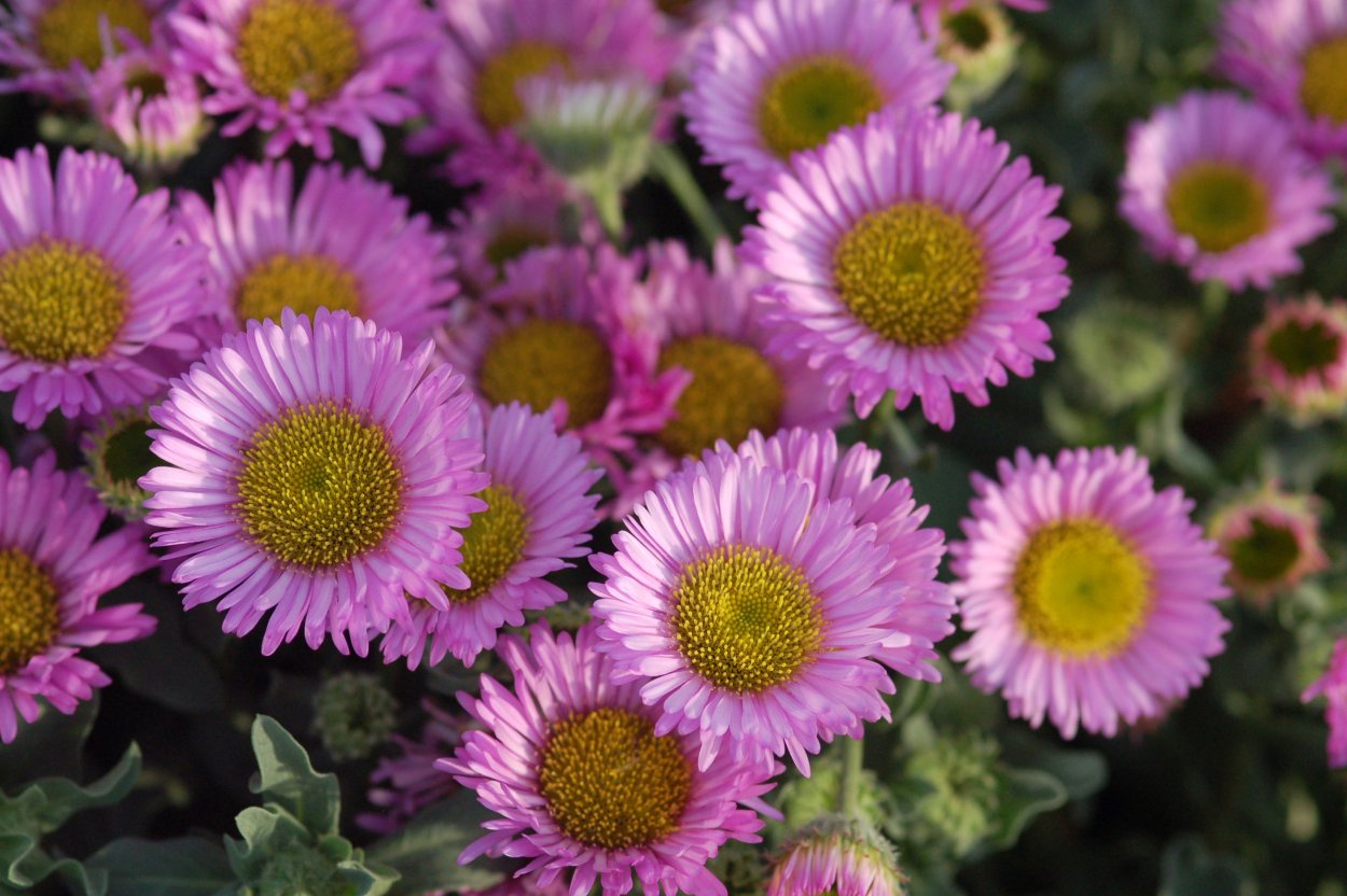 Мелколепестник Карвинского