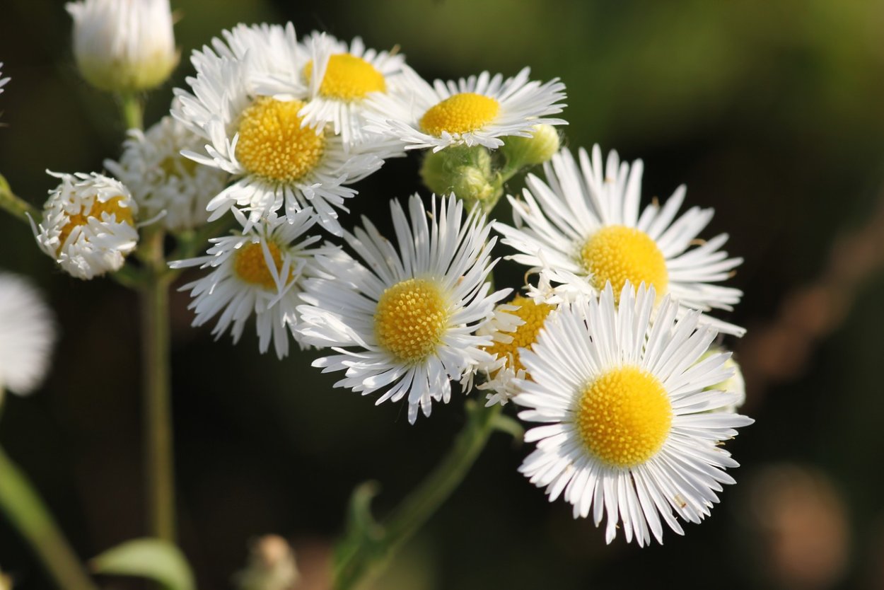 Мелколепестник острый (Erigeron Acris l.)
