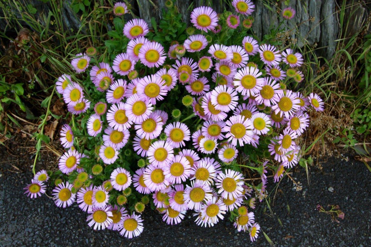 Мелколепестник grandiflorus