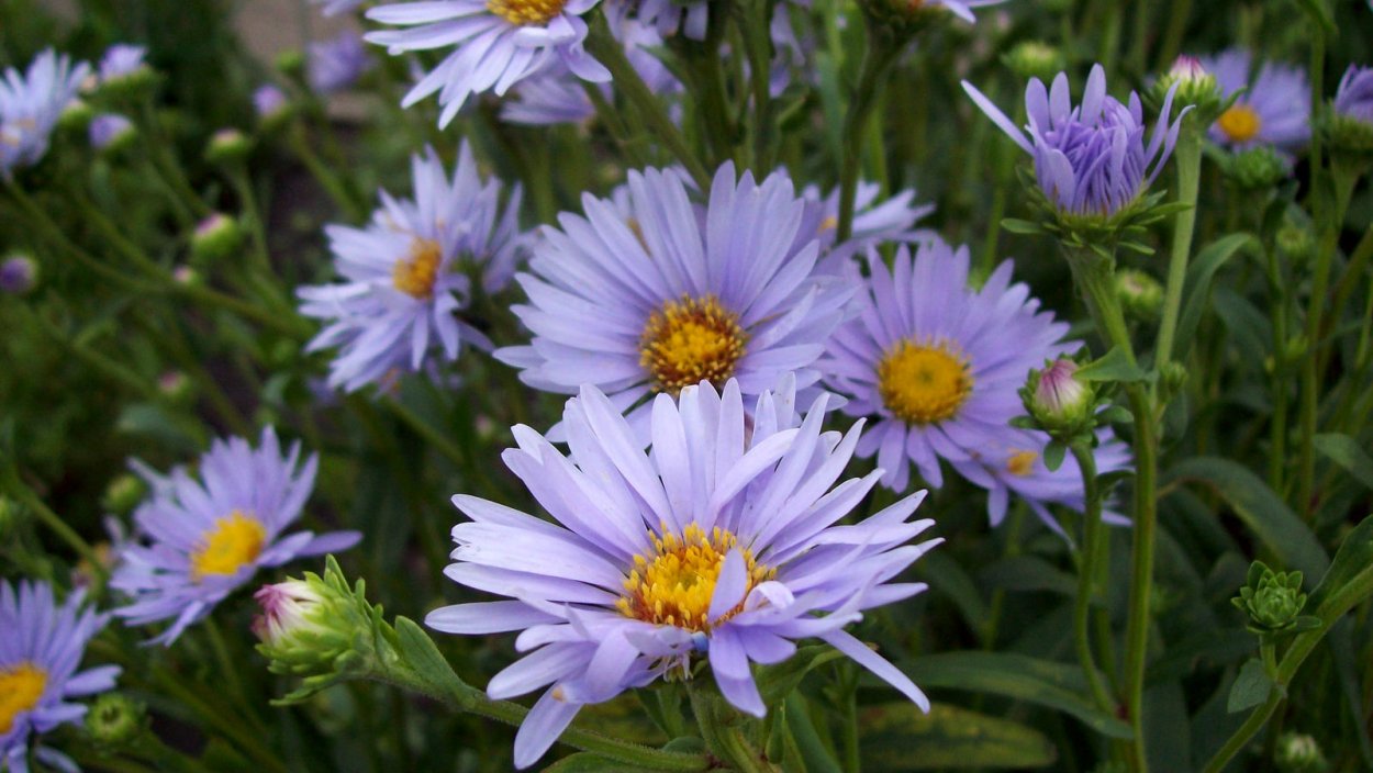 Мелколепестник щетинистый