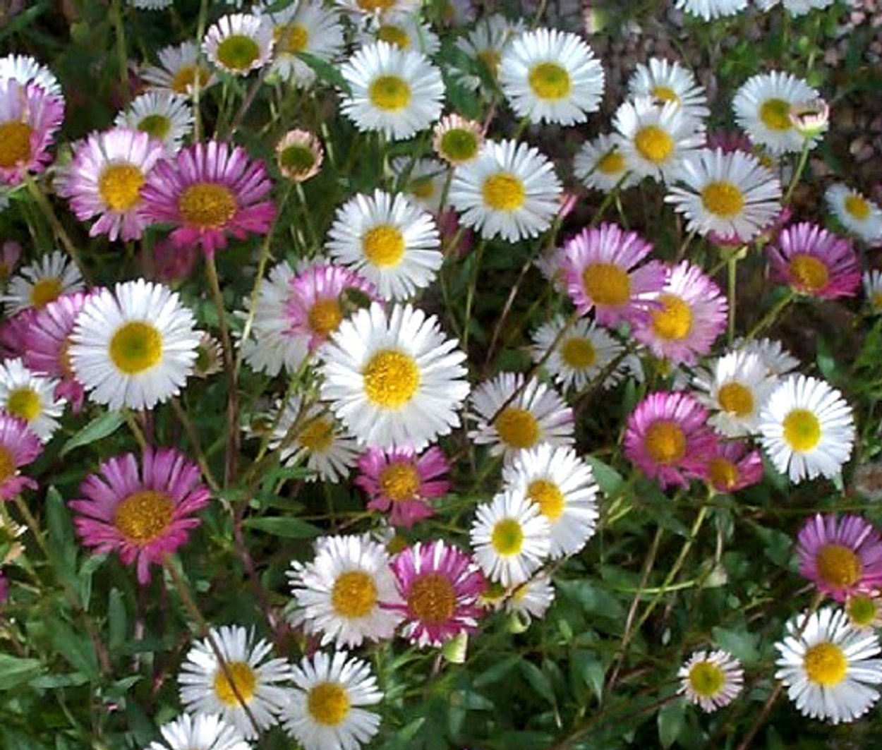 Мелколепестник канадский Erigeron canadensis