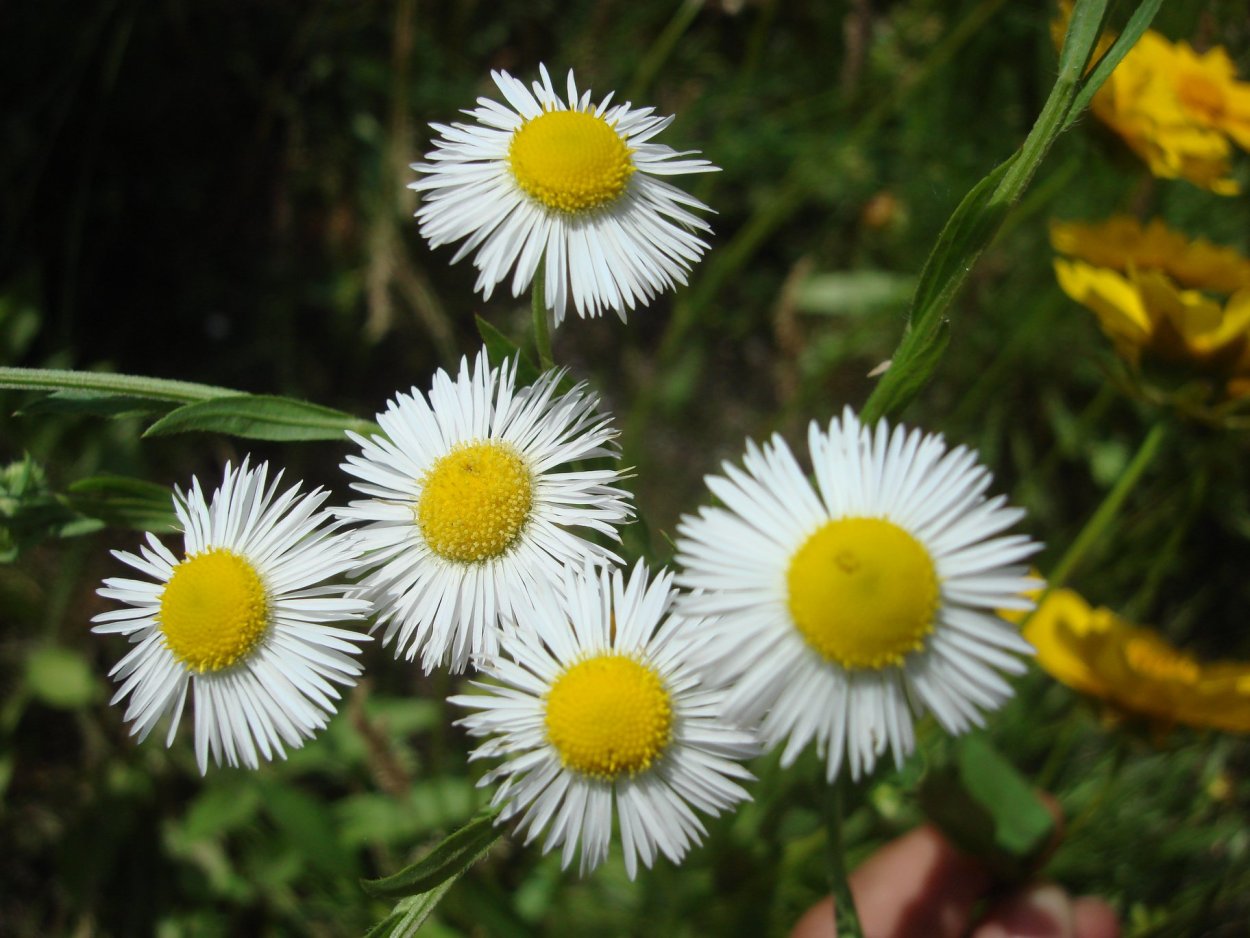 Мелколепестник канадский рисунок