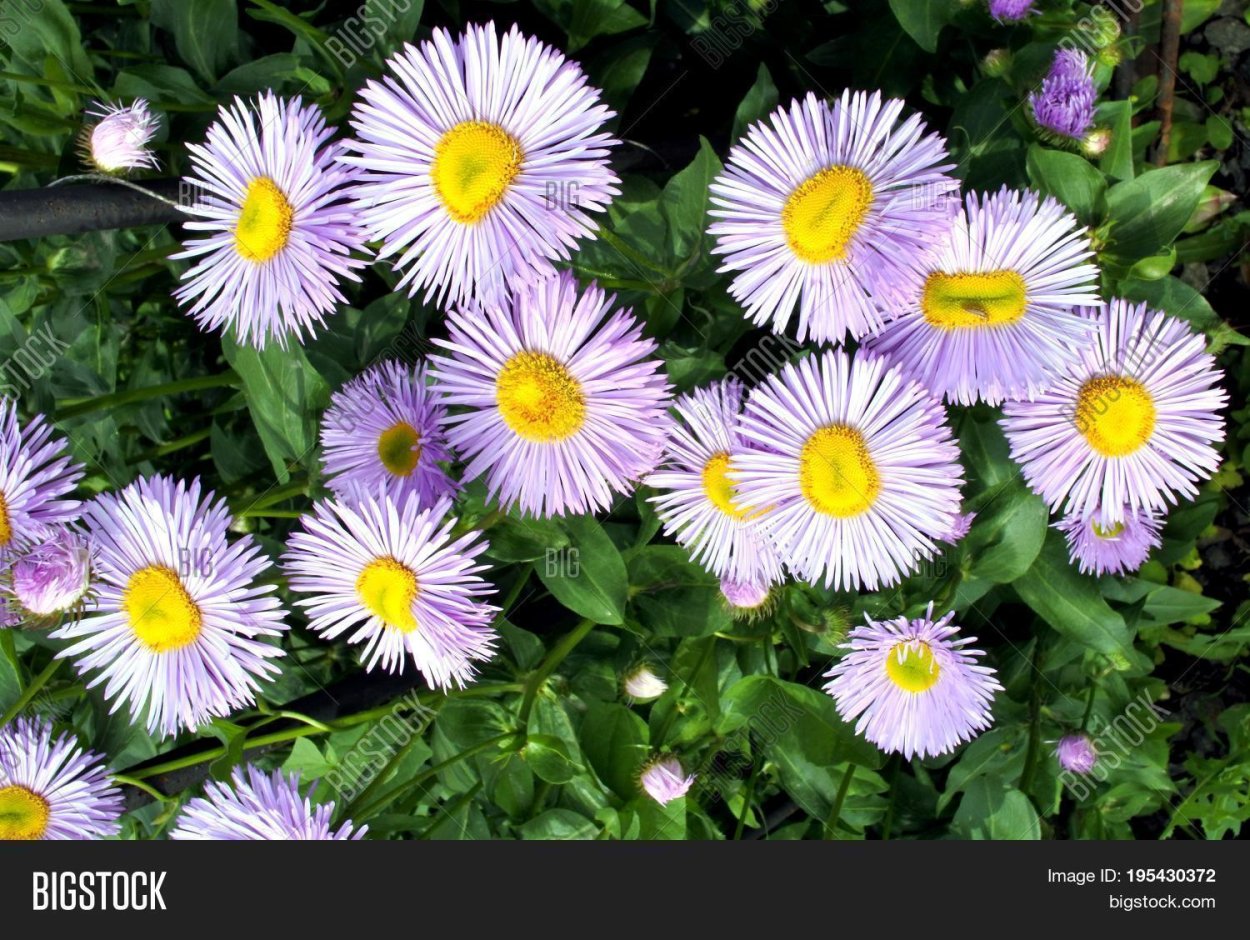 Мелколепестник однолетний