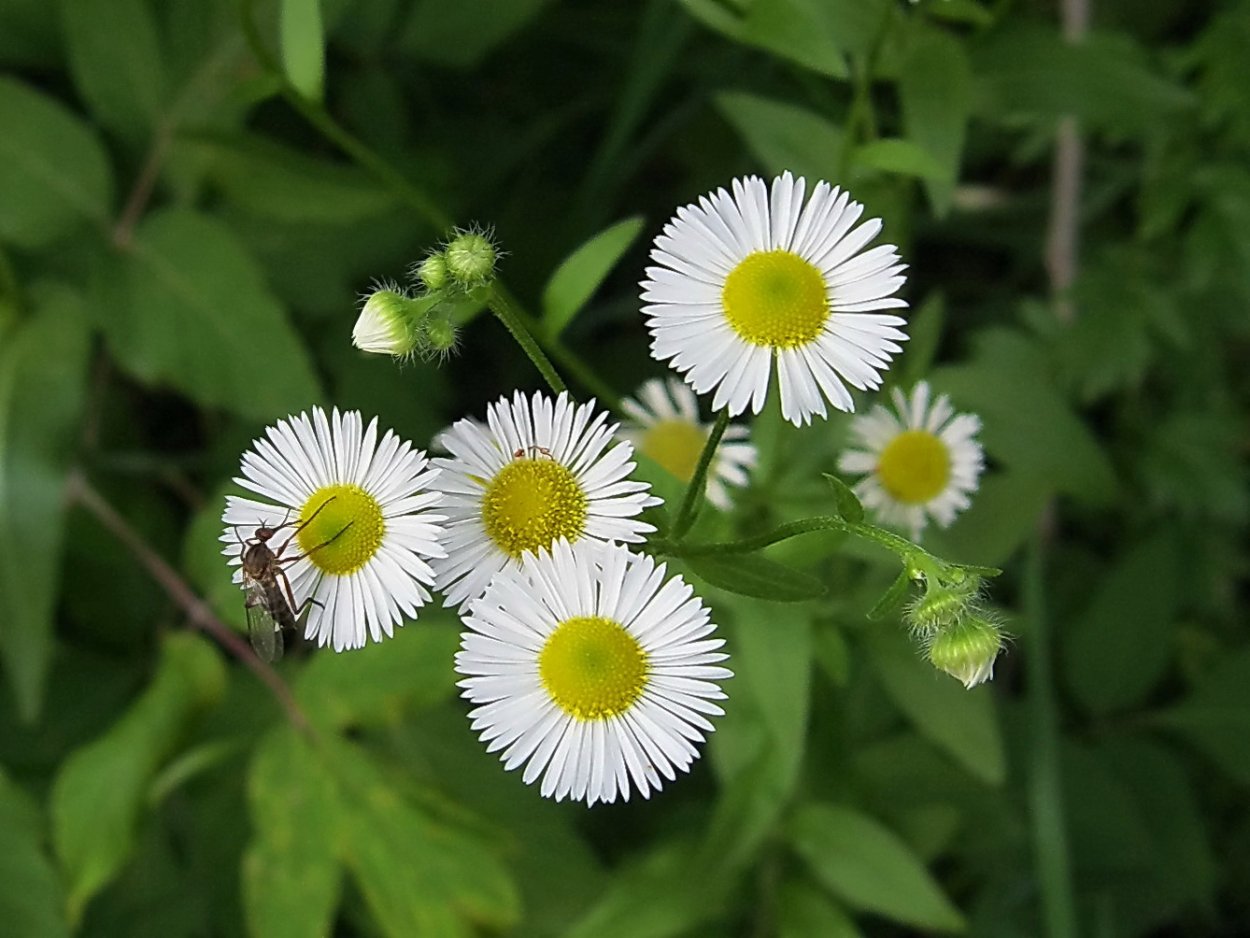 Мелколепестник Erigeron Glaucus Sea Breeze