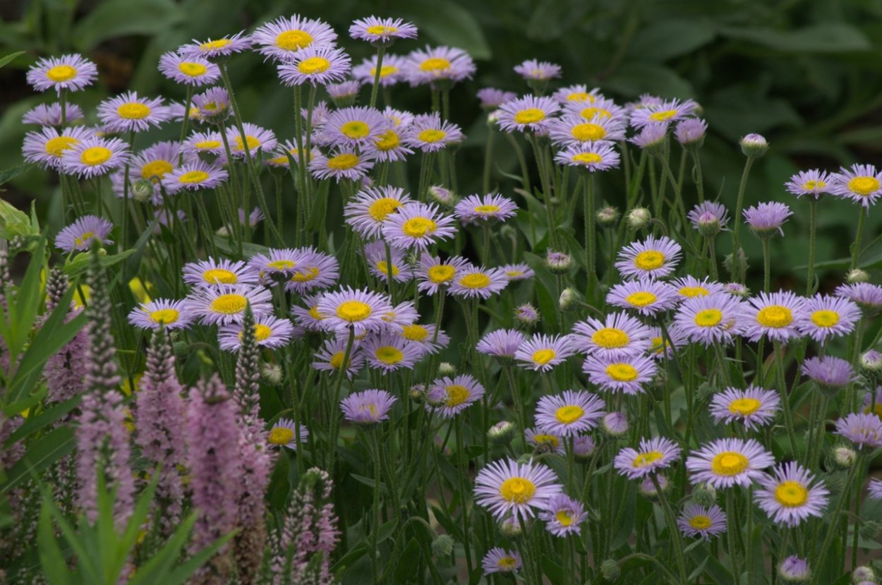 Мелколепестник гибридный