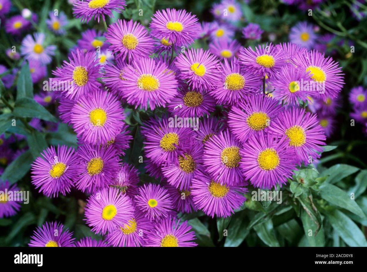 Астра ползучая Альпийская