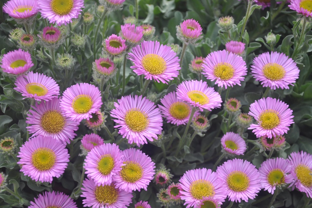 Мелколепестник Тонколучник