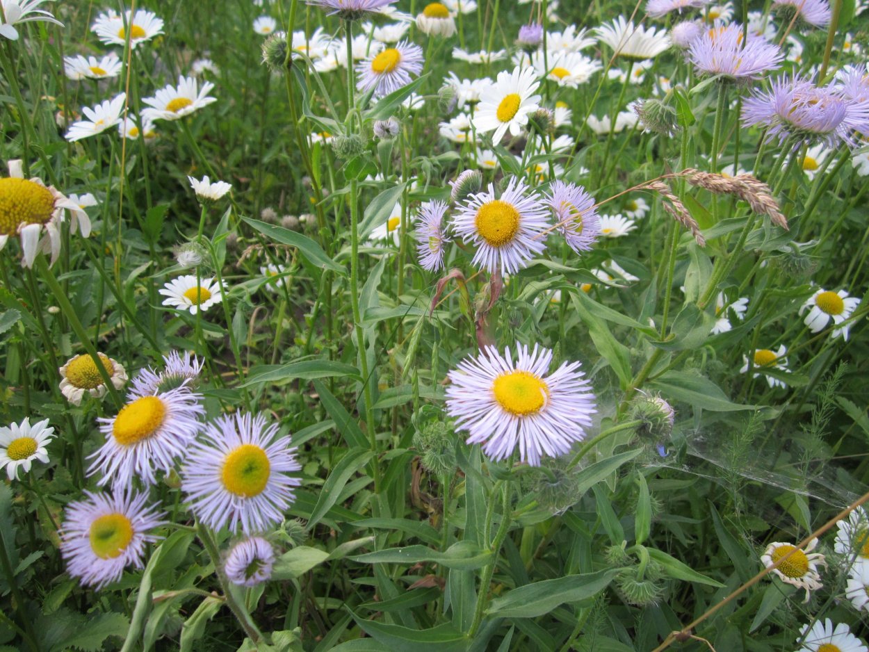 Мелколепестник Тонколучник