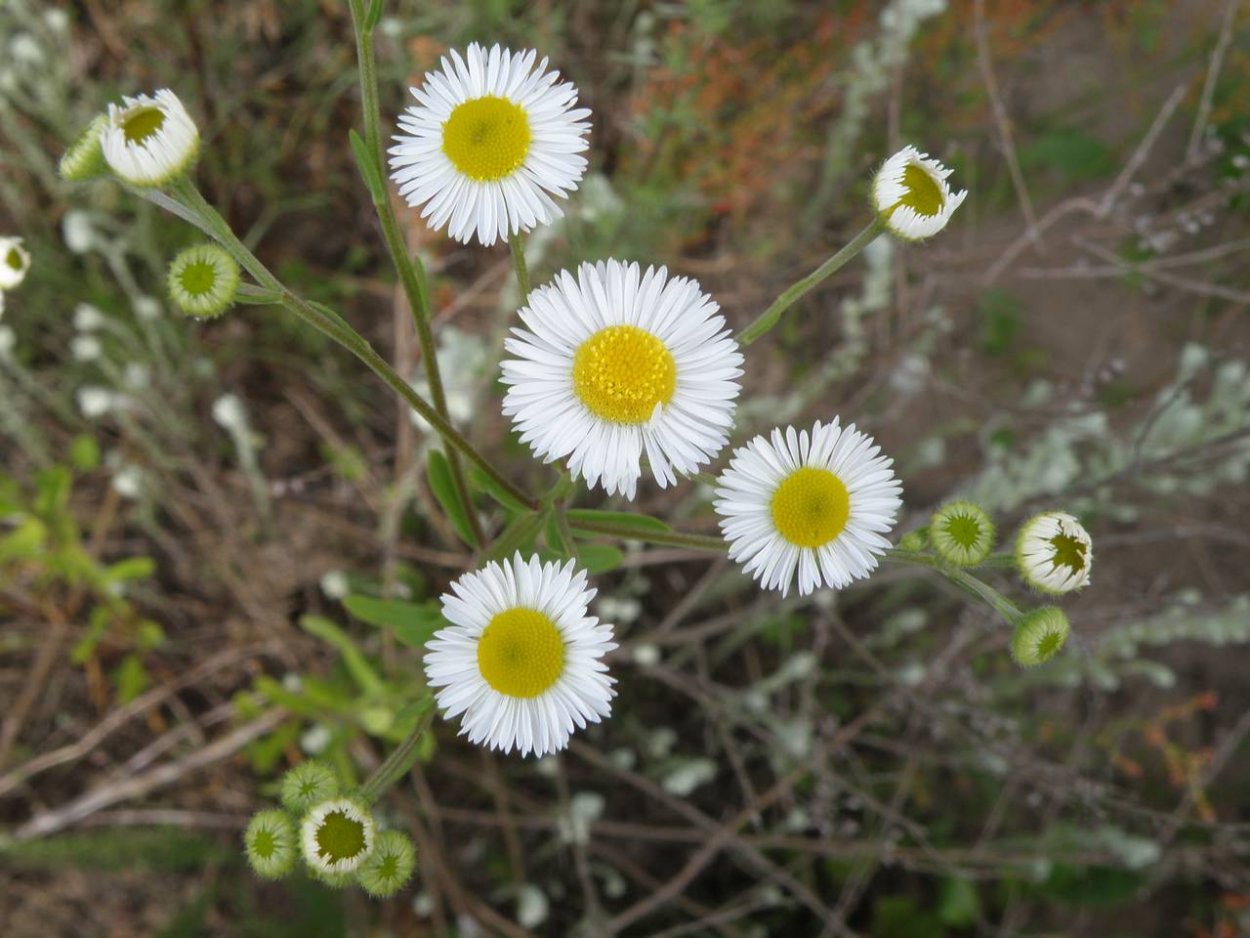 Мелколепестник Луговой