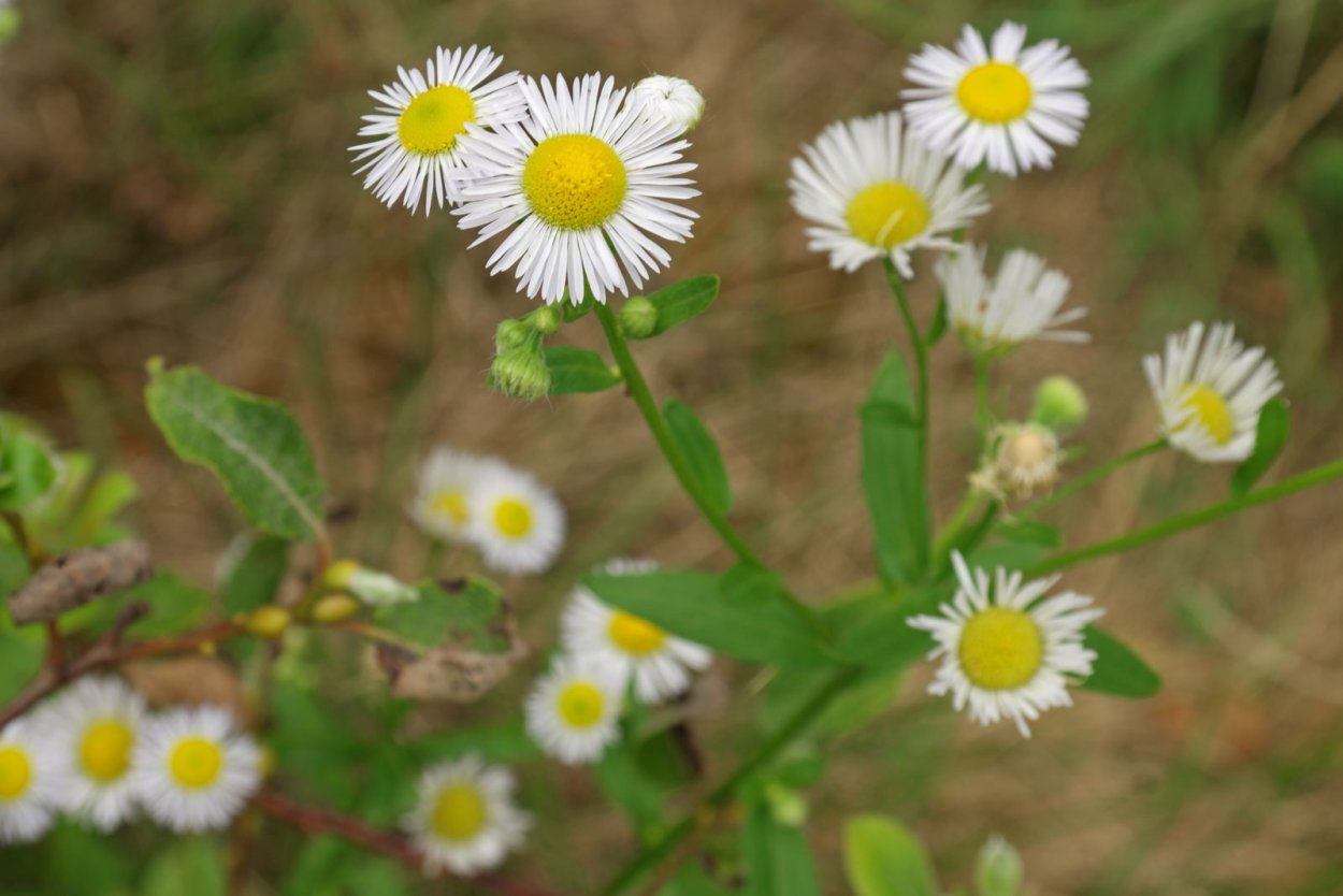 Ромашка мелколепестник Полевая