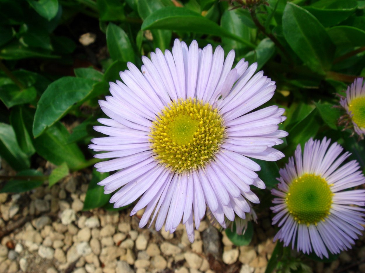 Мелколепестник Карвинского